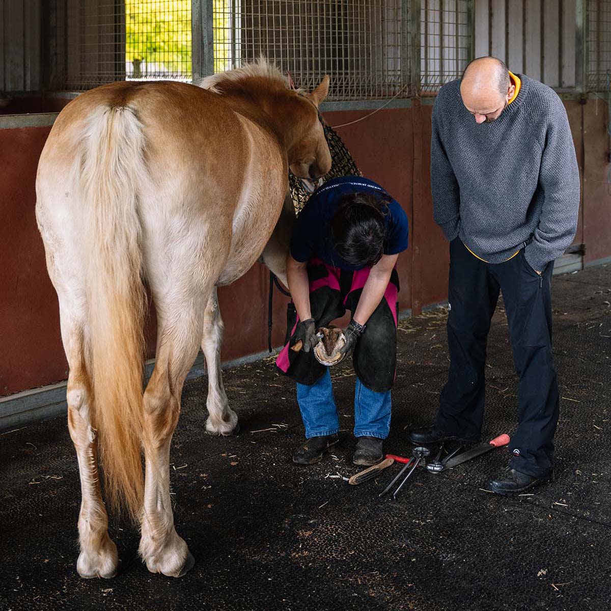 Owner Hoof Education & Workshops