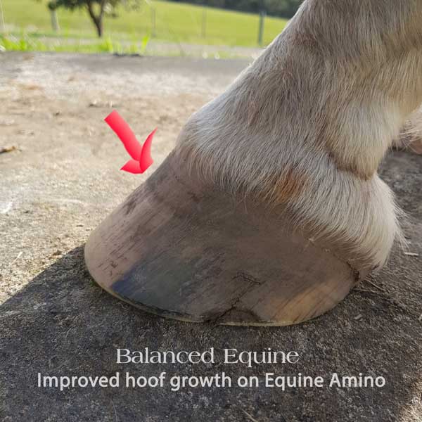 Equine Amino (1Kg)